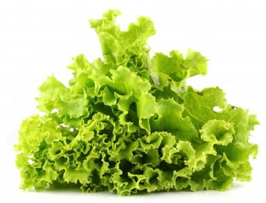 greens-lettuce photo