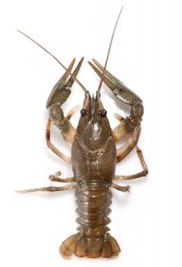 shellfish-crayfish photo