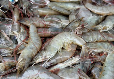 spare-shrimp photo